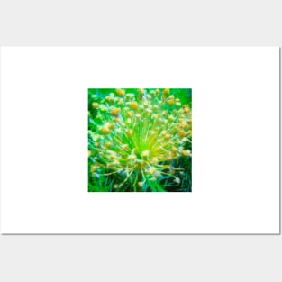 Fennel Flower Burst Posters and Art